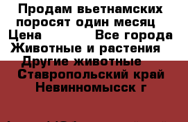 Продам вьетнамских поросят,один месяц › Цена ­ 3 000 - Все города Животные и растения » Другие животные   . Ставропольский край,Невинномысск г.